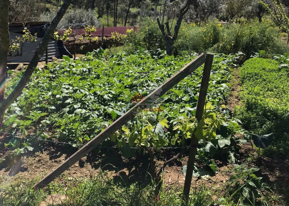 Quinta T5 para Venda em Castelo Foto 29