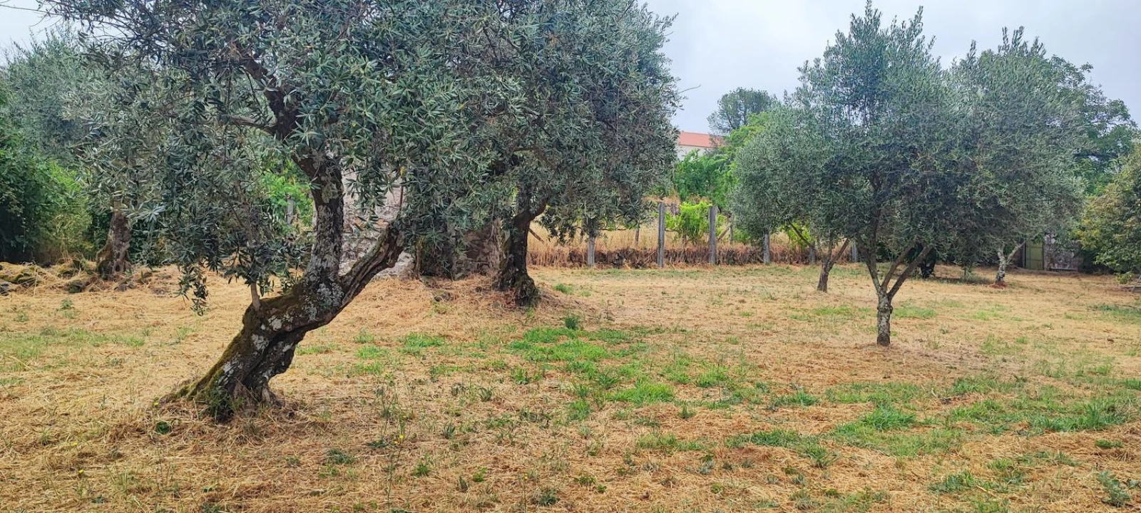 Quinta T10 para Venda em Pedrogão Pequeno Foto 84