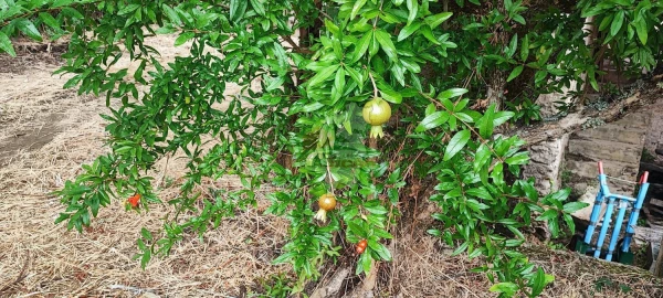 Quinta T10 para Venda em Pedrogão Pequeno