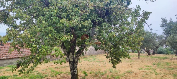 Quinta T10 para Venda em Pedrogão Pequeno