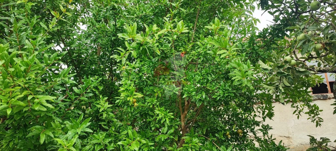 Quinta T10 para Venda em Pedrogão Pequeno Foto 87