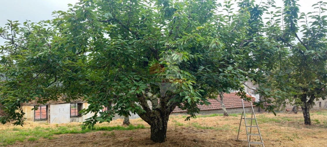 Quinta T10 para Venda em Pedrogão Pequeno Foto 70