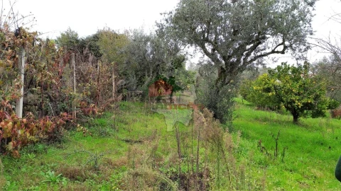 Quinta T0 para Venda em Sertã