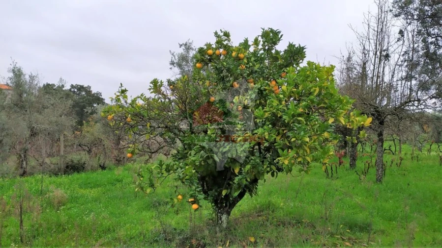 Quinta T0 para Venda em Sertã Foto 29