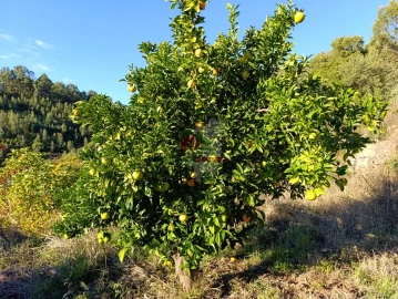 Quinta T0 para Venda em Oleiros-Amieira
