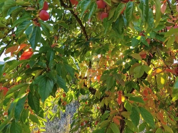 Quinta T0 para Venda em Oleiros-Amieira
