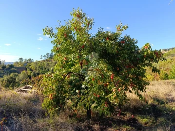 Quinta T0 para Venda em Oleiros-Amieira