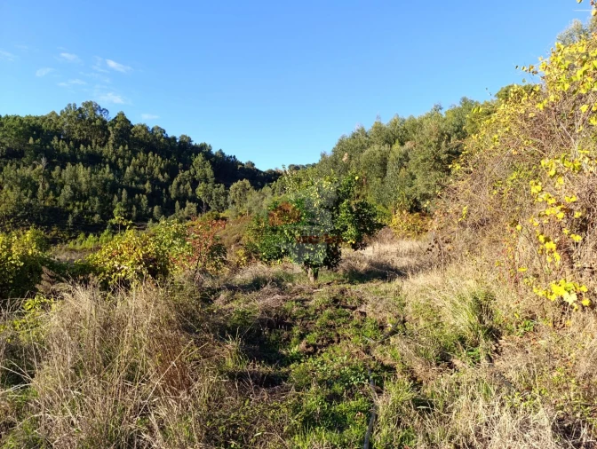 Quinta T0 para Venda em Oleiros-Amieira Foto 25