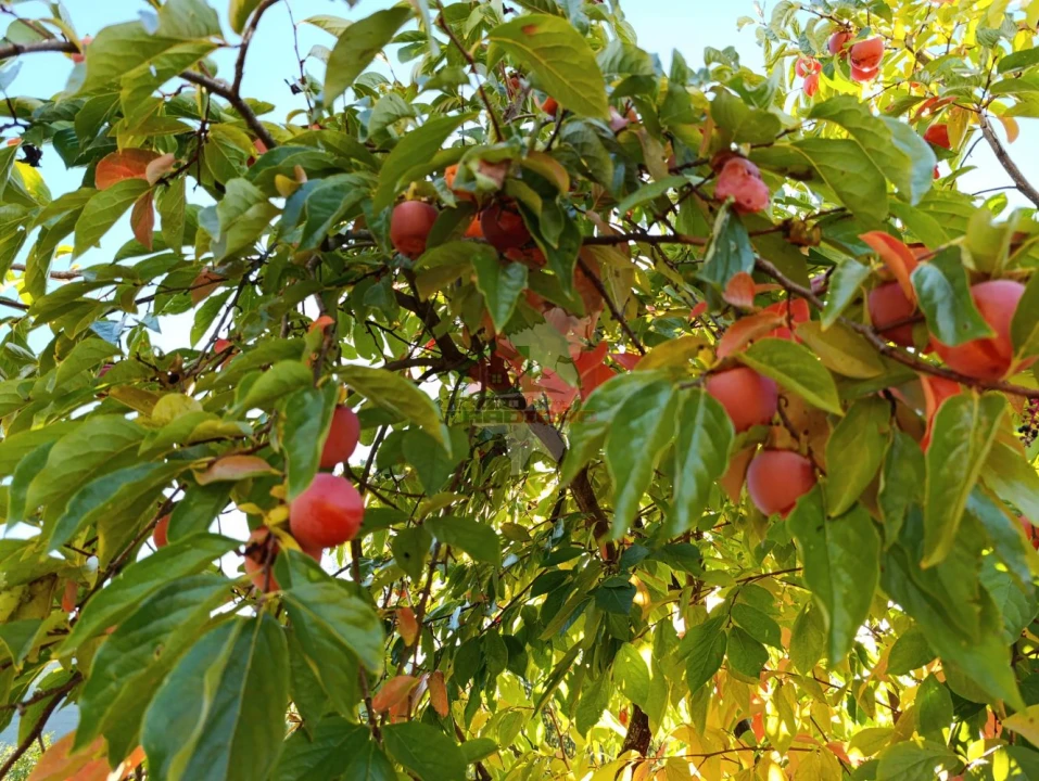 Quinta T0 para Venda em Oleiros-Amieira Foto 29