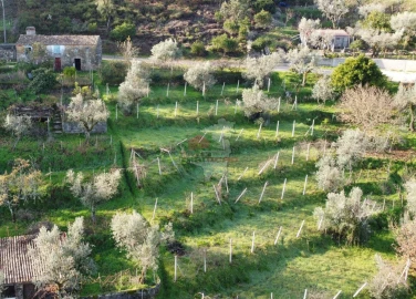 Terreno para Venda em Cernache do Bonjardim, Nesperal e Palhais