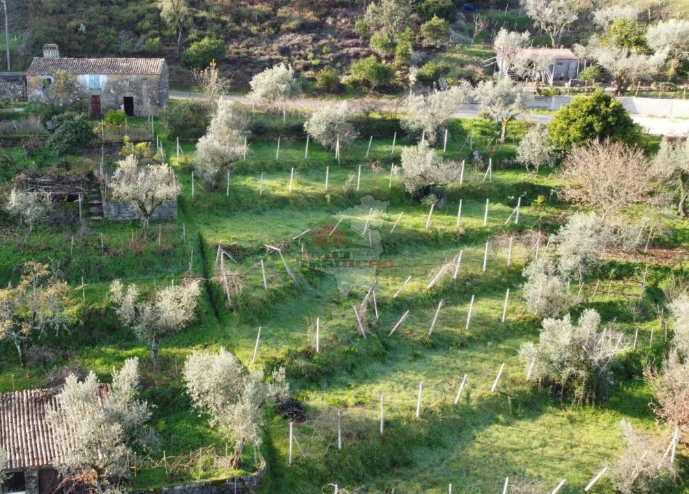 Terreno para Venda em Cernache do Bonjardim, Nesperal e Palhais Foto 5