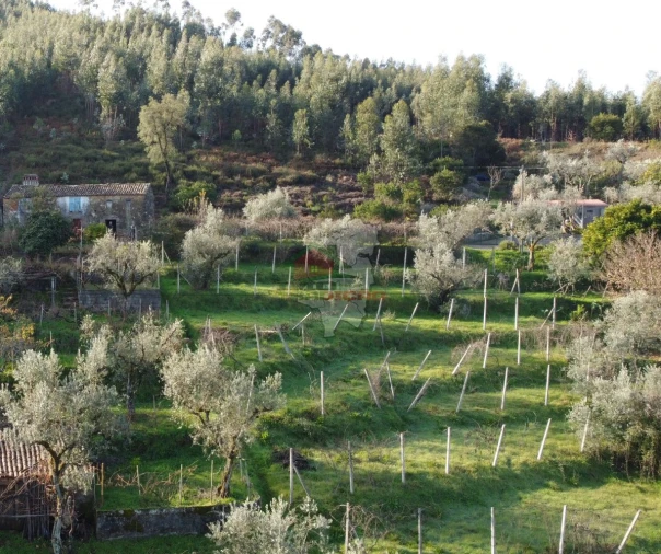 Terreno para Venda em Cernache do Bonjardim, Nesperal e Palhais Foto 4