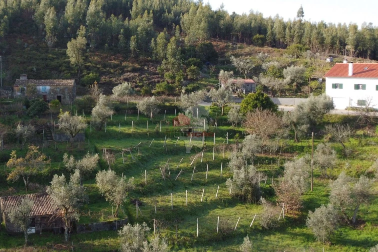 Terreno para Venda em Cernache do Bonjardim, Nesperal e Palhais Foto 6