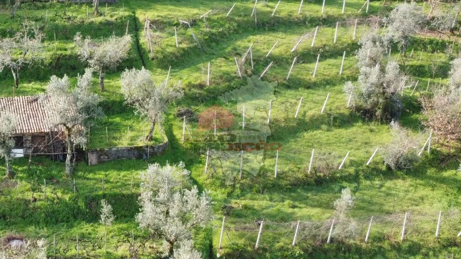 Terreno para Venda em Cernache do Bonjardim, Nesperal e Palhais