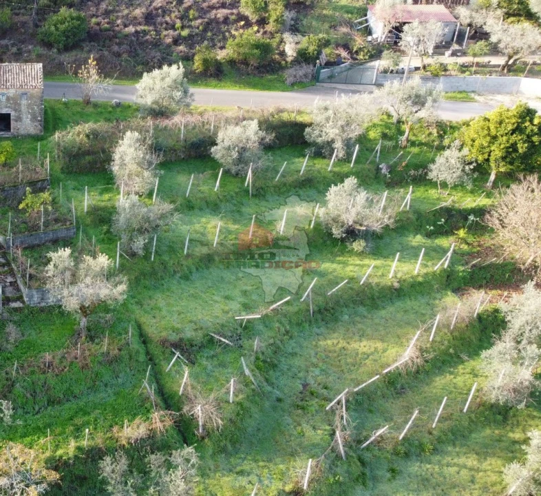Terreno para Venda em Cernache do Bonjardim, Nesperal e Palhais Foto 3