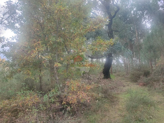 Quinta T3 para Venda em Pedrogão Grande Foto 52