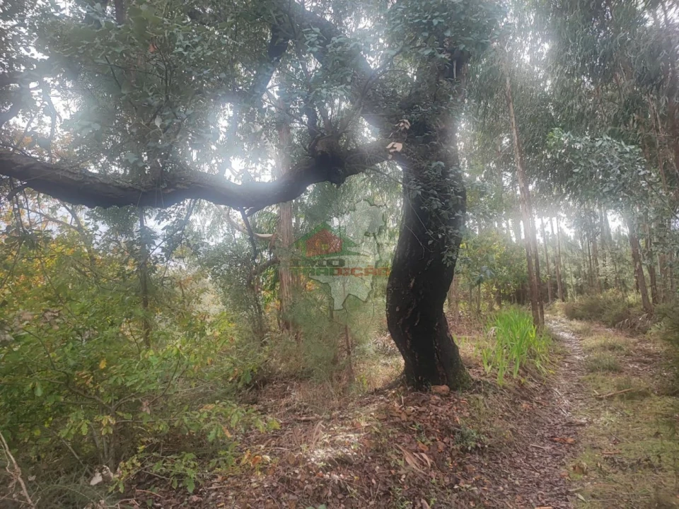 Quinta T3 para Venda em Pedrogão Grande Foto 53