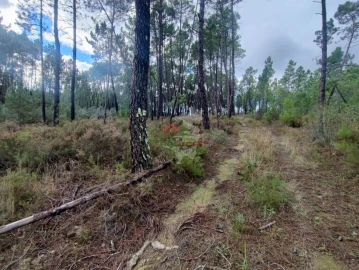 Quinta T0 para Venda em Cumeada e Marmeleiro