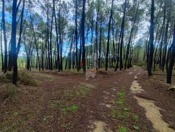 Quinta T0 para Venda em Cumeada e Marmeleiro