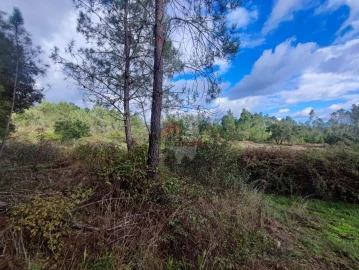 Quinta T0 para Venda em Cumeada e Marmeleiro