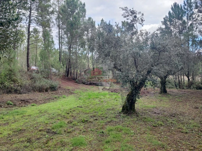 Quinta T0 para Venda em Cumeada e Marmeleiro Foto 20