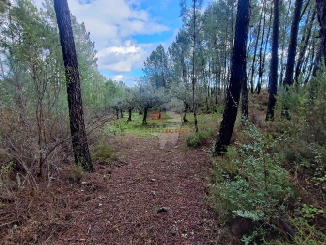 Quinta T0 para Venda em Cumeada e Marmeleiro Foto 19