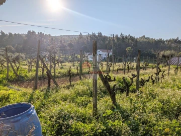 Moradia T5 para Venda em Cernache do Bonjardim, Nesperal e Palhais