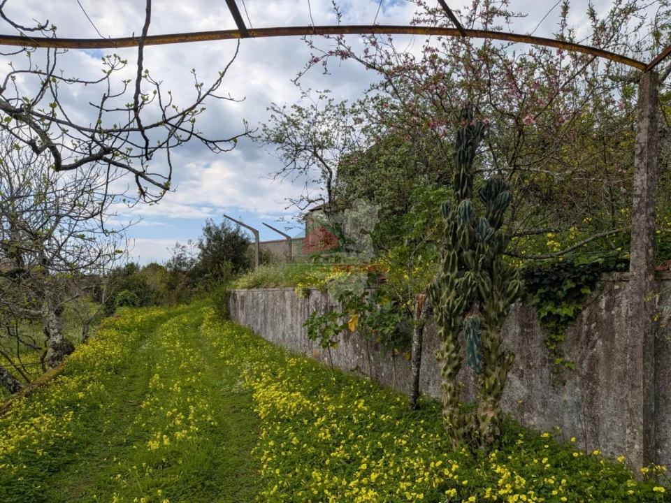 Quinta T10 para Venda em Cernache do Bonjardim, Nesperal e Palhais Foto 56