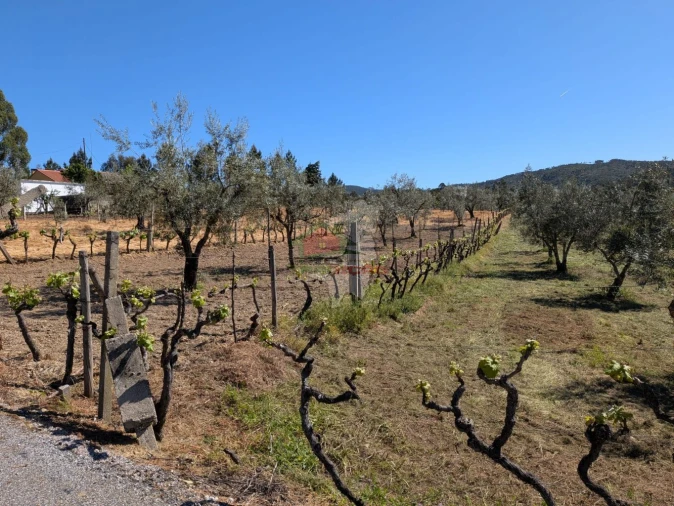 Terreno para Venda em Varzea dos Cavaleiros Foto 7