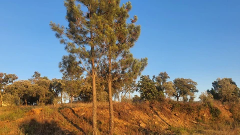 Terreno para Venda em Igreja Nova do Sobral