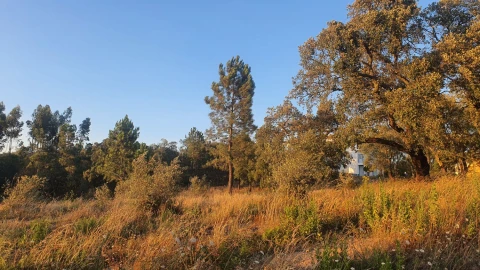 Terreno para Venda em Igreja Nova do Sobral