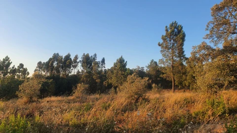 Terreno para Venda em Igreja Nova do Sobral