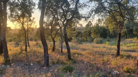 Terreno para Venda em Igreja Nova do Sobral