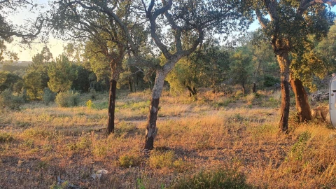 Terreno para Venda em Igreja Nova do Sobral