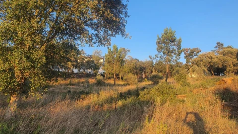 Terreno para Venda em Igreja Nova do Sobral