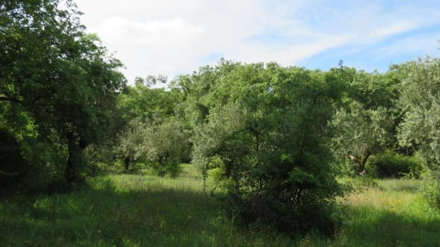 Terreno para Venda em Alvaiázere