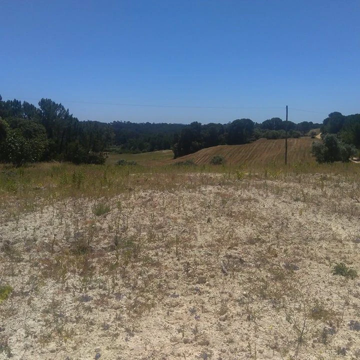 Terreno para Venda em Madalena e Beselga Foto 1