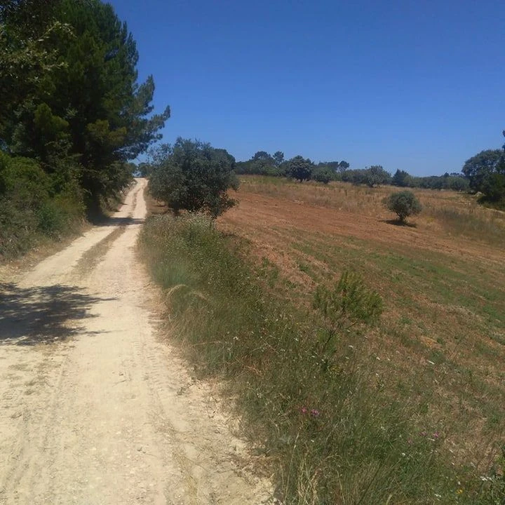 Terreno para Venda em Madalena e Beselga Foto 7