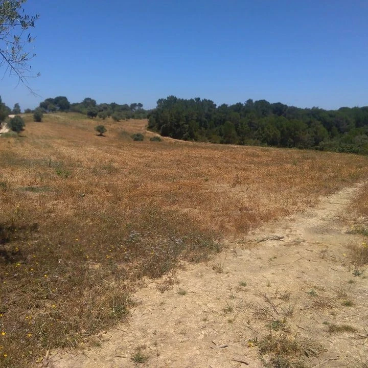 Terreno para Venda em Madalena e Beselga Foto 8