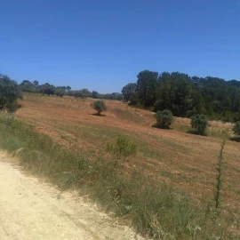 Terreno para Venda em Madalena e Beselga