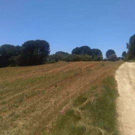 Terreno para Venda em Madalena e Beselga