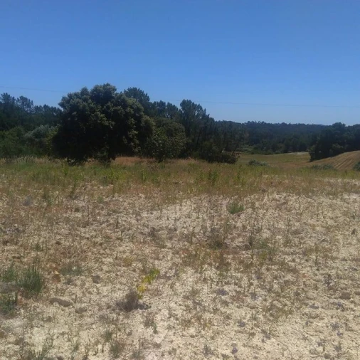 Terreno para Venda em Madalena e Beselga Foto 5