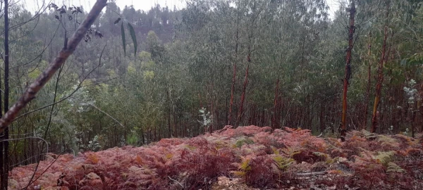 Terreno para Venda em Aguas Belas