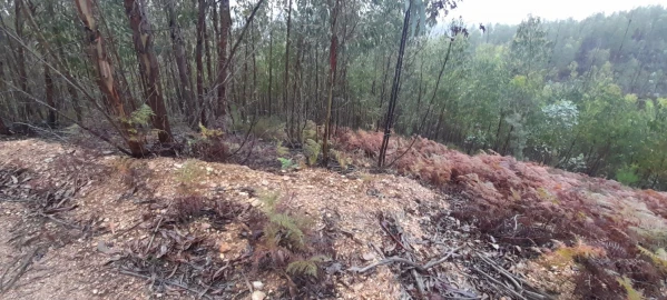 Terreno para Venda em Aguas Belas
