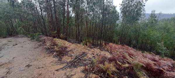 Terreno para Venda em Aguas Belas