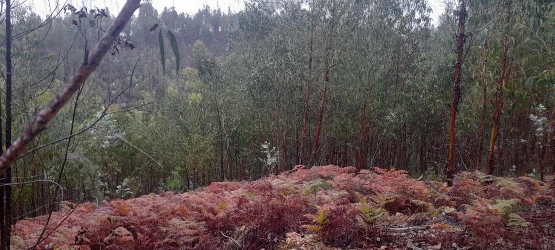 Terreno para Venda em Aguas Belas Foto 4