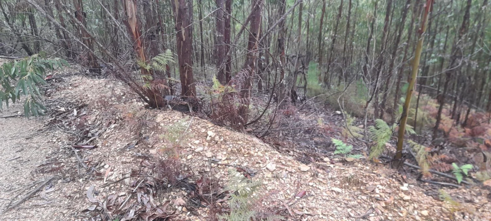 Terreno para Venda em Aguas Belas Foto 1