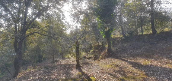 Moradia T2 para Venda em Areias e Pias