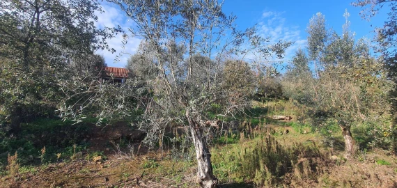 Moradia T2 para Venda em Areias e Pias