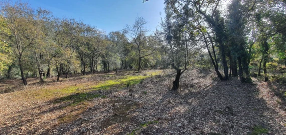 Moradia T2 para Venda em Areias e Pias